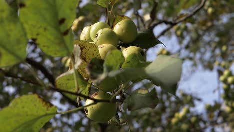 Wild apples growing on apple tree medium shot