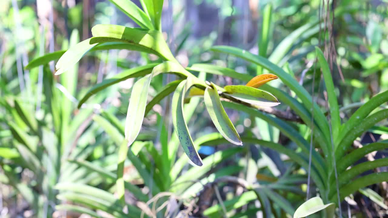 롱 라트 마요름 시장 에서 자라는 오키디