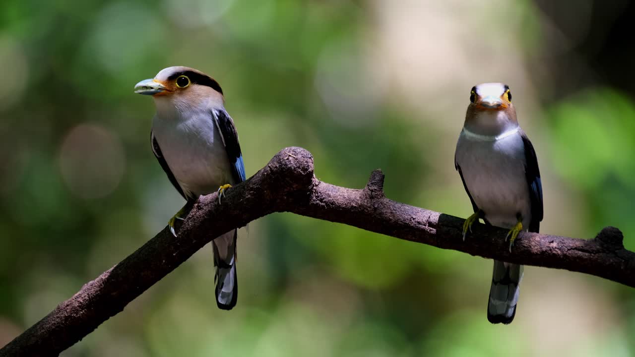 Both male and female perched and looking at each together then the male flies away to deliver the food, Silver-breasted Broadbill Serilophus lunatus, Thailand