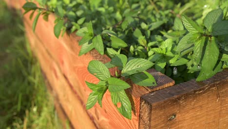 Riego-De-Menta-De-Pimienta-Orgánica-Natural-Verde-Bajo-El-Cálido-Sol-Cerca-De-Jardinería-De-Granja-Orgánica-De-Cámara-Lenta