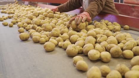 hands of worker sorting potatoes on moving conveyor belt.