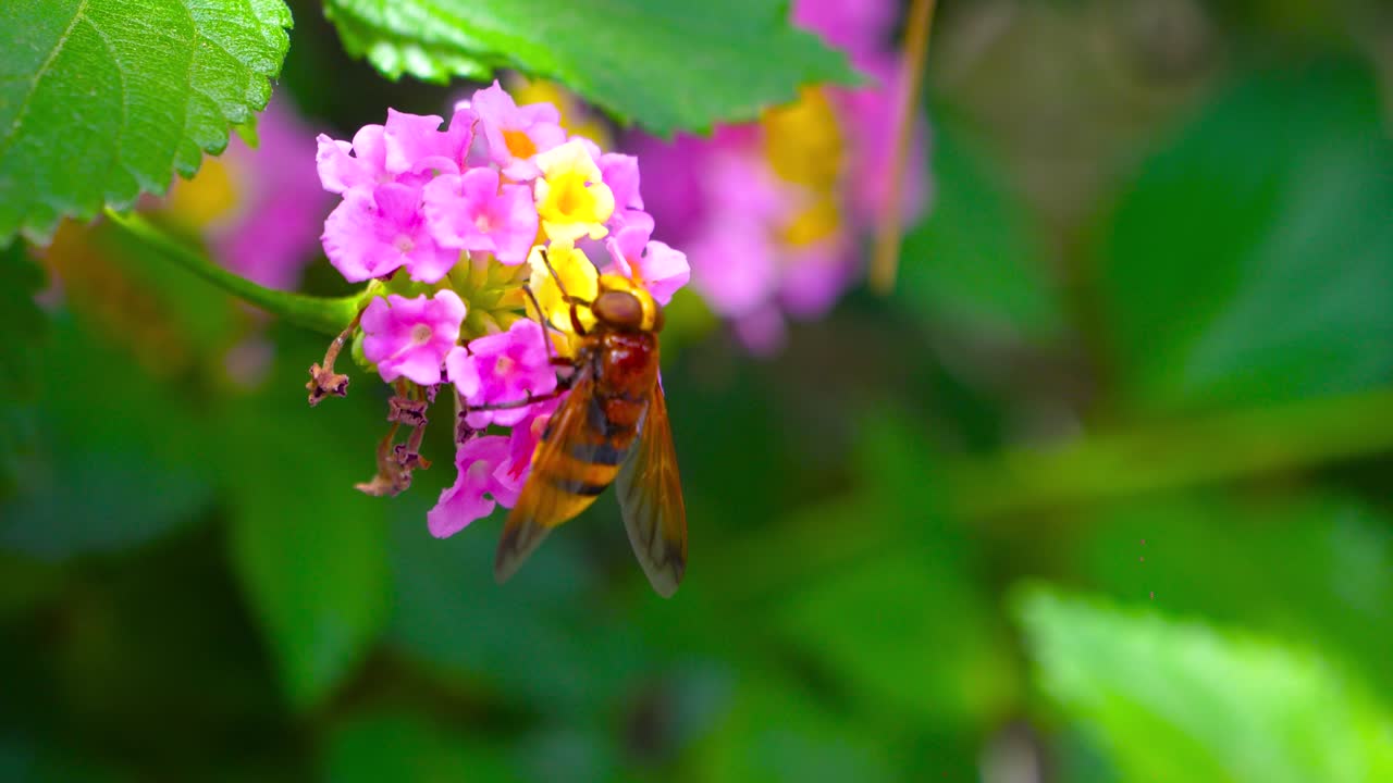 APIS HONEY BEE COLLECTING NECTAR IN YELLOW AND PURPLE FLOWERS IN THE MADRID RETIRO PARK DURING THE MONTH OF JUNE 2020