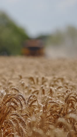 ripe spikelets on blur field background. golden field of wheat in the countryside. food industry concept. vertical video
