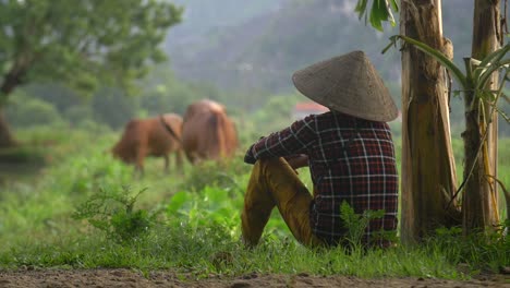 Vietnamesische-Dame-Sitzt-Und-Beobachtet-Rinder-Weiden