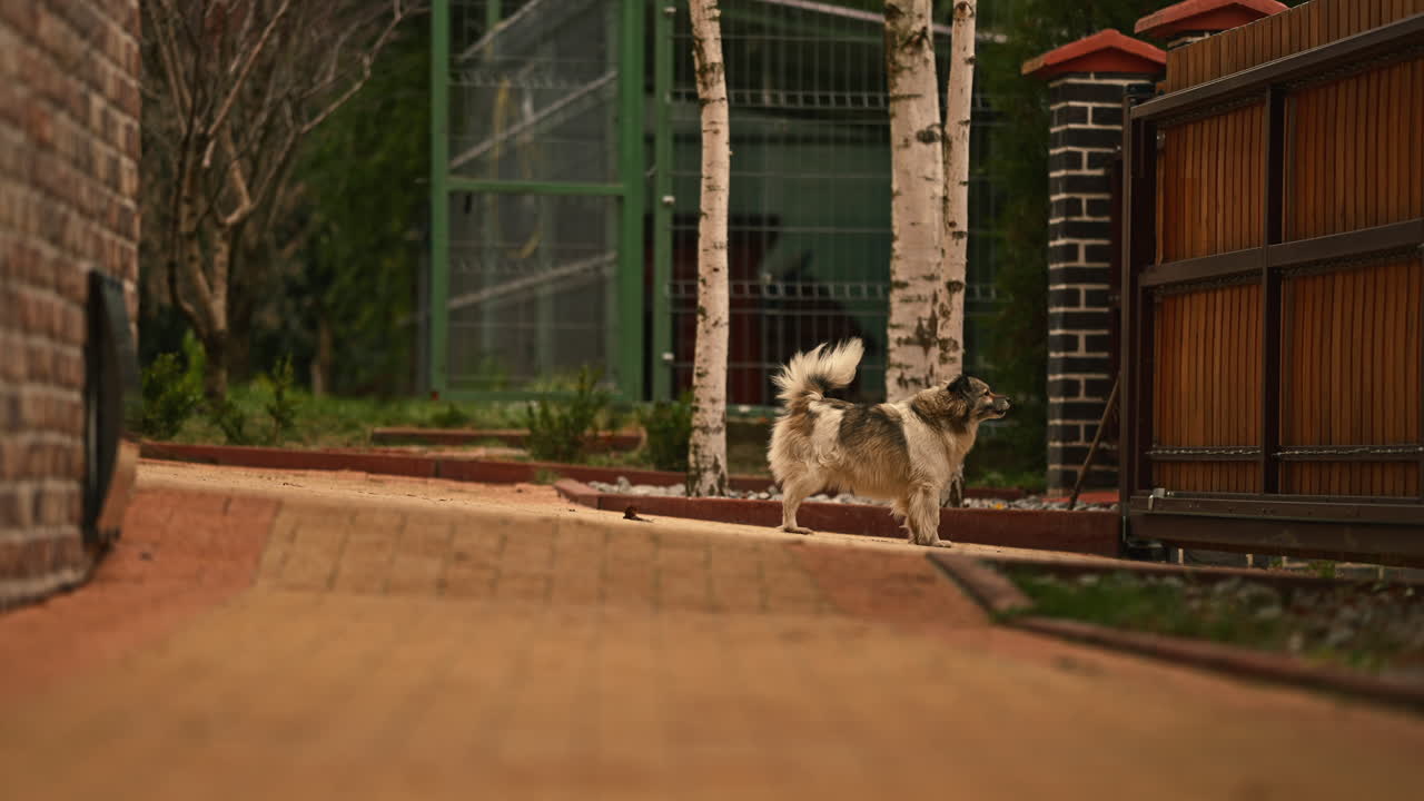 perro collie fronterizo doméstico parado ladrando afuera, cuidando la entrada exterior de la casa