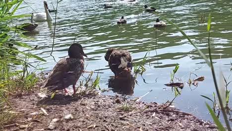 Two-female-mallard-birds-by-the-lakeshore-and-a-swan-swimming-in-the-background