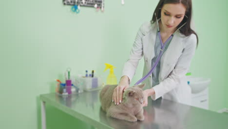 veterinarian examining a cat