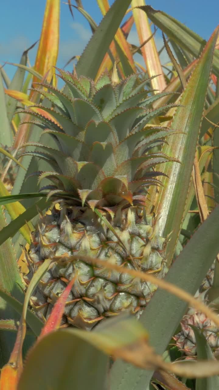 Close-up of Pineapple Fruit Growing on a Plant