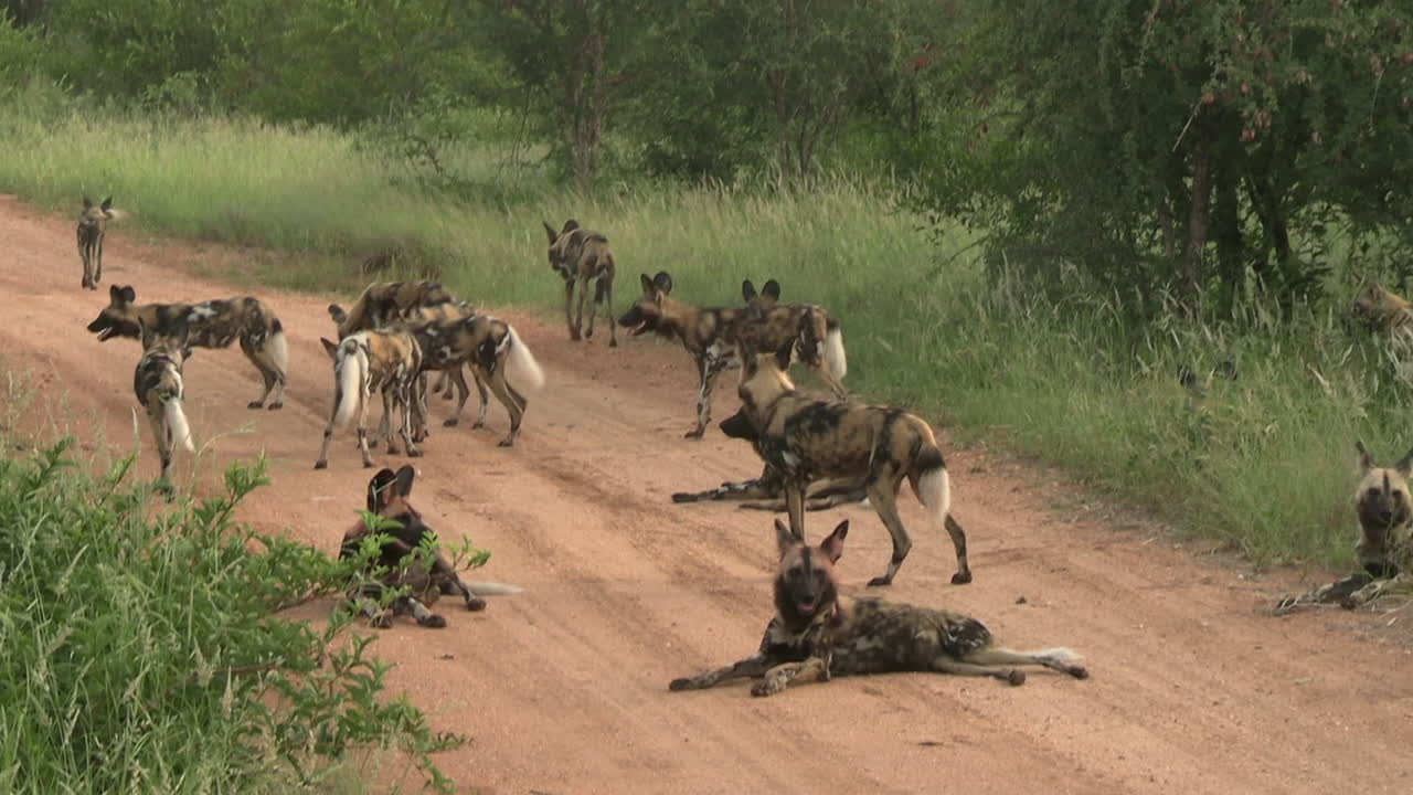 아프리카 사바나 의 먼지 가 가득 한 도로 에서 야생 개 들 의 무리