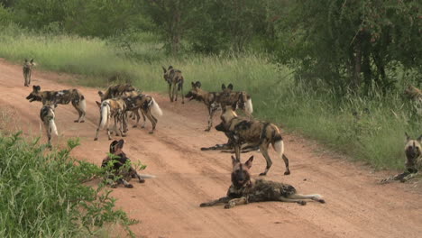 pack of wild dogs on dusty road in african savanna