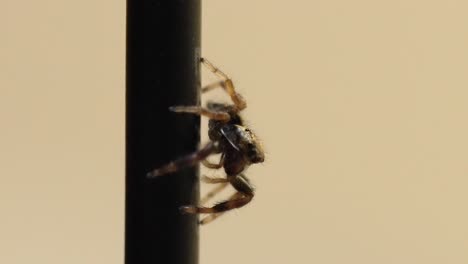 household spider: detailed close-up of a common jumping spider