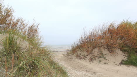 grass on the sea coast