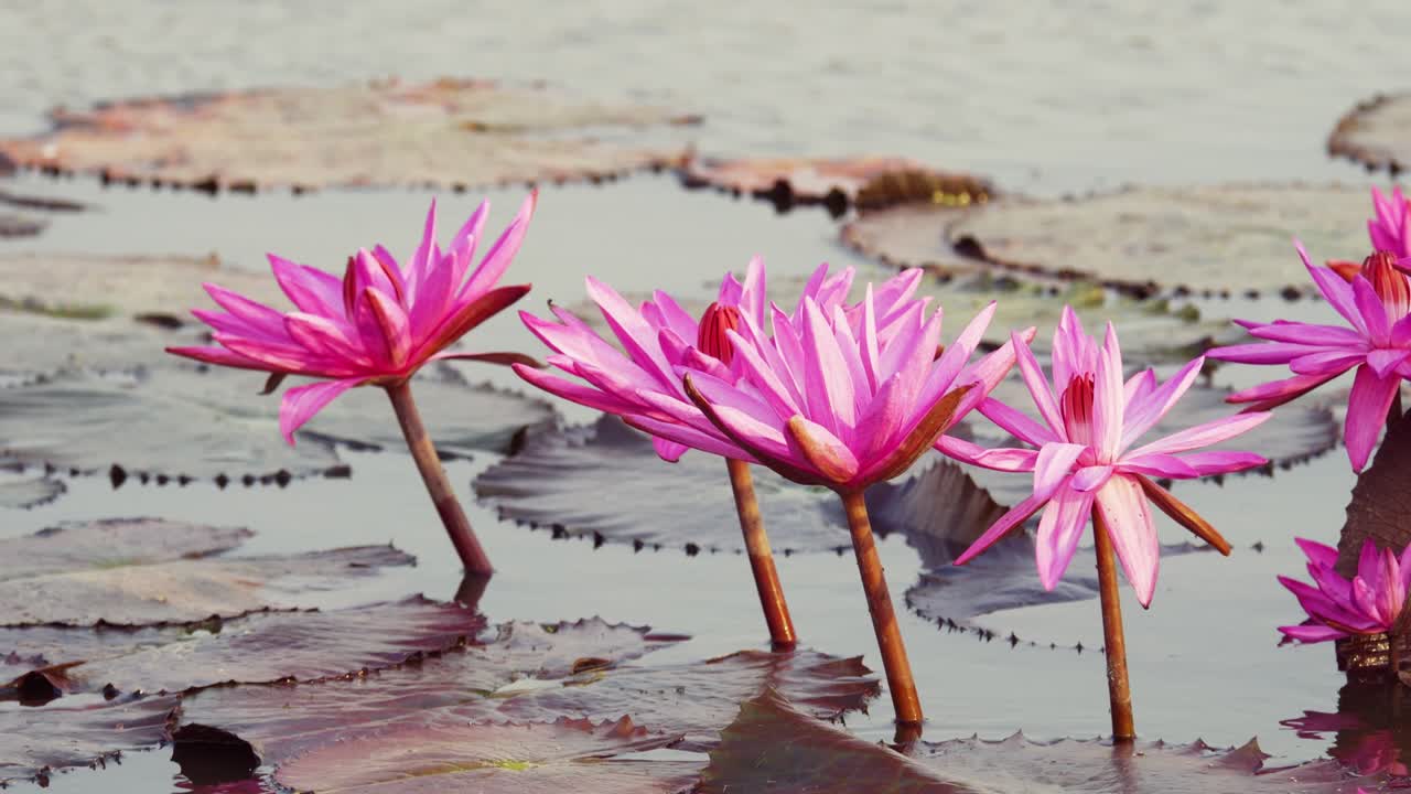 Experience the beauty of pink lotus flowers gracefully floating in a calm pond.