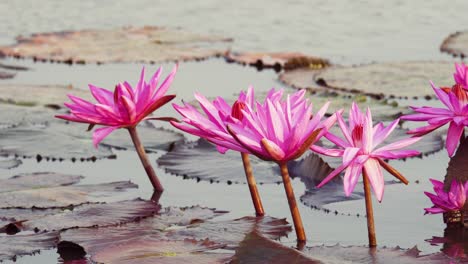 experience the beauty of pink lotus flowers gracefully floating in a calm pond.
