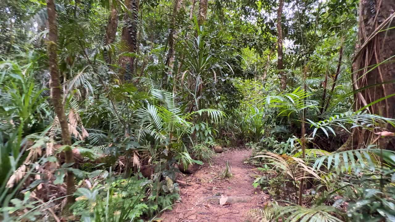 A serene walk through a dense rainforest path in Port Douglas, showcasing rich vegetation and vibrant greenery