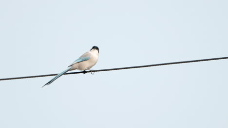 azure-winged magpie perched on wire flies away, camera right