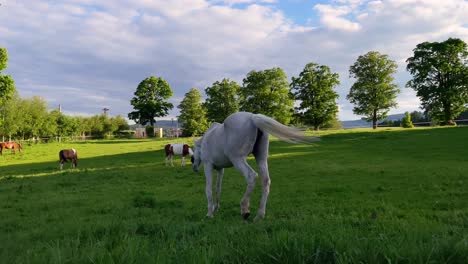 white horse grazing grass in paddock, other horses and fence in background, saturated sunny colors