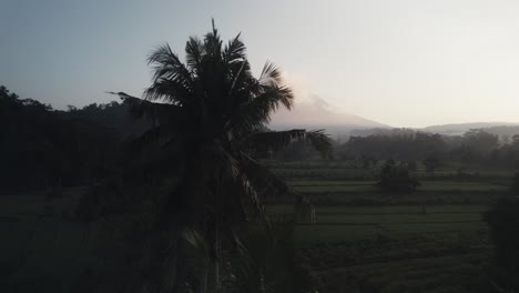 Digitales-Nomadenziel-Der-Insel-Bali,-Luftaufnahmen-Von-Reisfeldpalmen-Und-Vulkan-Bei-Sonnenuntergang