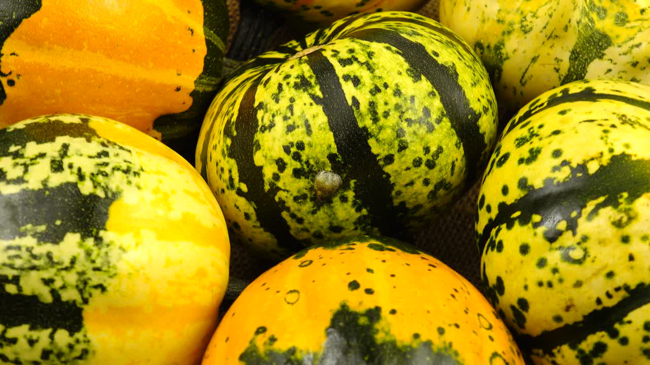 The yellow green little pumpkins lie on the board