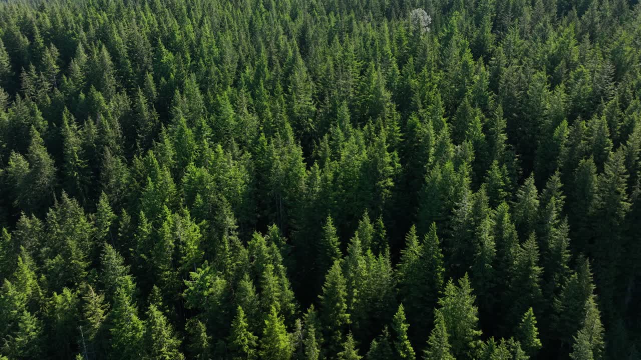 Side scrolling aerial of an evergreen forest in the Pacific North West