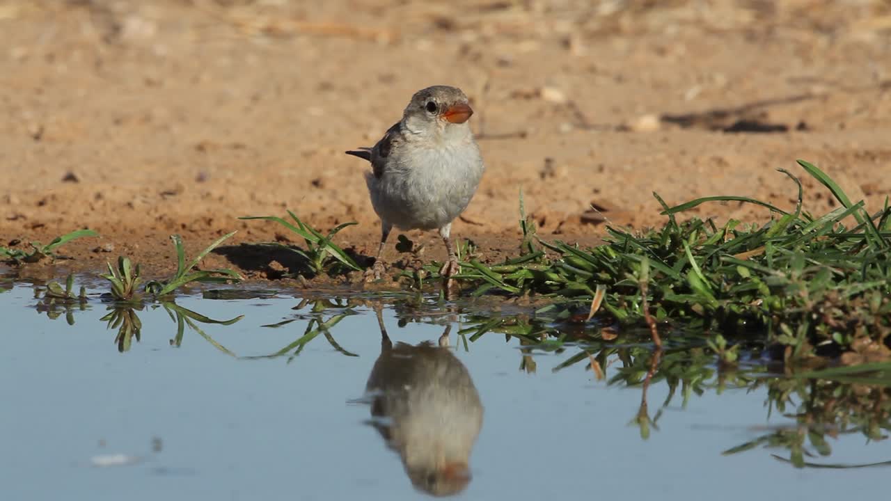 Immature House sparrows (Passer domesticus) drinking water from a spring in the desert