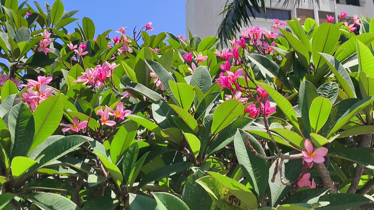 Fiori di Plumeria rosa sbocciano vivacemente su un ramo d'albero all'aperto. I bellissimi fiori tropicali ondeggiano dolcemente in un ambiente naturale e pacifico
