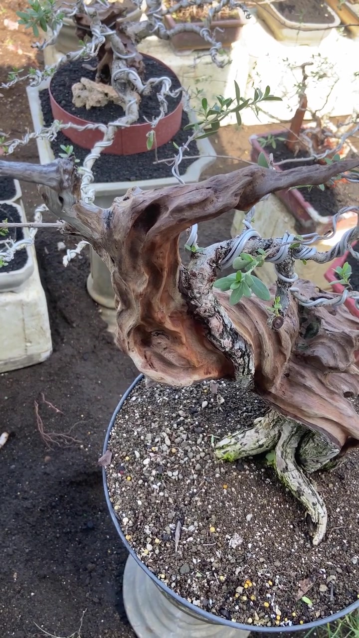 Primo piano di un intricato albero bonsai con tronco nodoso di legno morto