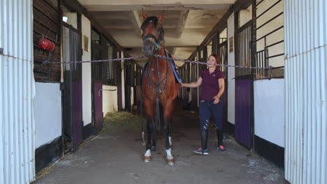 woman grooming a horse in a stable