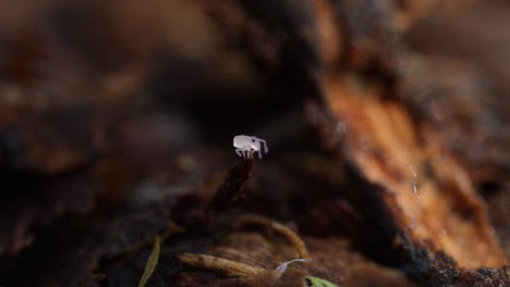 cute little sminthurides globular springtail moving on leaf litter of forest