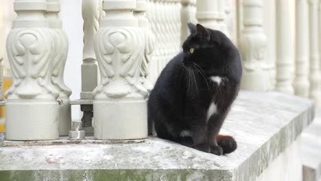 black cat sitting on a balcony