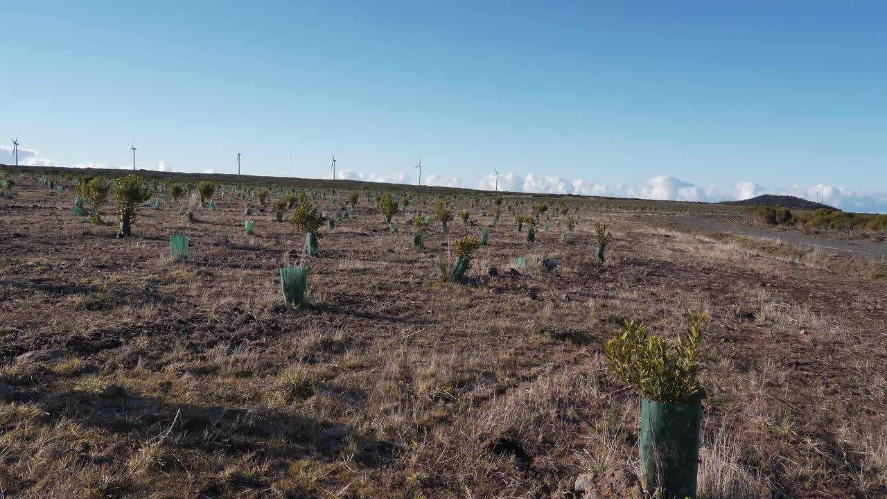 vista aérea de la nueva plantación de algunos árboles de ericacea y árboles de calluna vulgaris para ayudar en la recolección de agua de lluvia, drone girando a la derecha mostrando la extensión de la plantación, 4k, 60fps