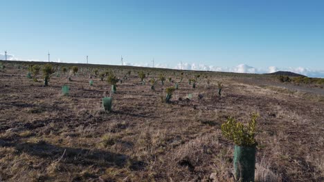 Vista-Aérea-De-Una-Nueva-Plantación-De-Algunos-árboles-De-Ericácea-Y-Calluna-Vulgaris-Para-Ayudar-En-La-Recolección-De-Agua-De-Lluvia,-Dron-Girando-Hacia-La-Derecha-Mostrando-La-Extensión-De-La-Plantación,-4k,-60fps