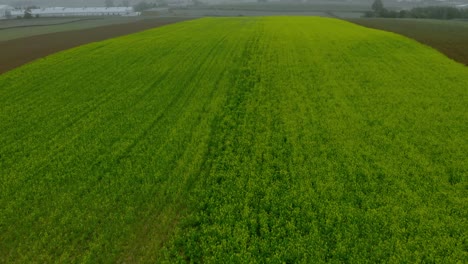 aerial fotage over mustard field, green field, ripening mustard field in foggy day, drone 4k, close up ground and fog