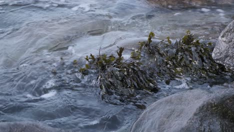 Seaweed-growing-on-rocks-while-waves-are-rolling-in-over-it,-splashing-on-coastal-rocks