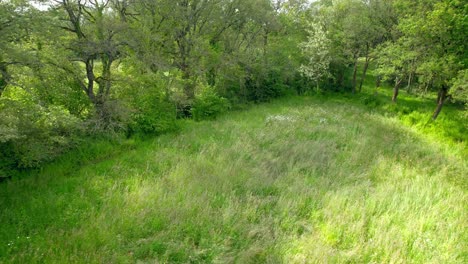 aerial view of uncultivated green meadow and trees