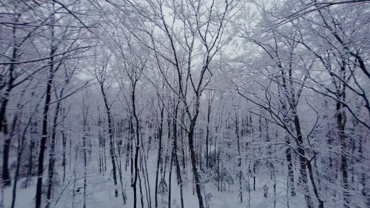 FPV drone glides through snowy tree branches in a winter forest at Mont Pinacle, Quebec, on an overcast day.