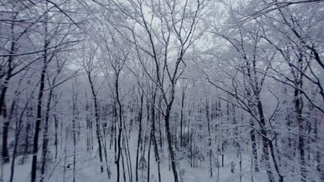 fpv drone glides through snowy tree branches in a winter forest at mont pinacle, quebec, on an overcast day.