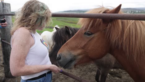 woman feeding brown icelandic horse at ranch in iceland