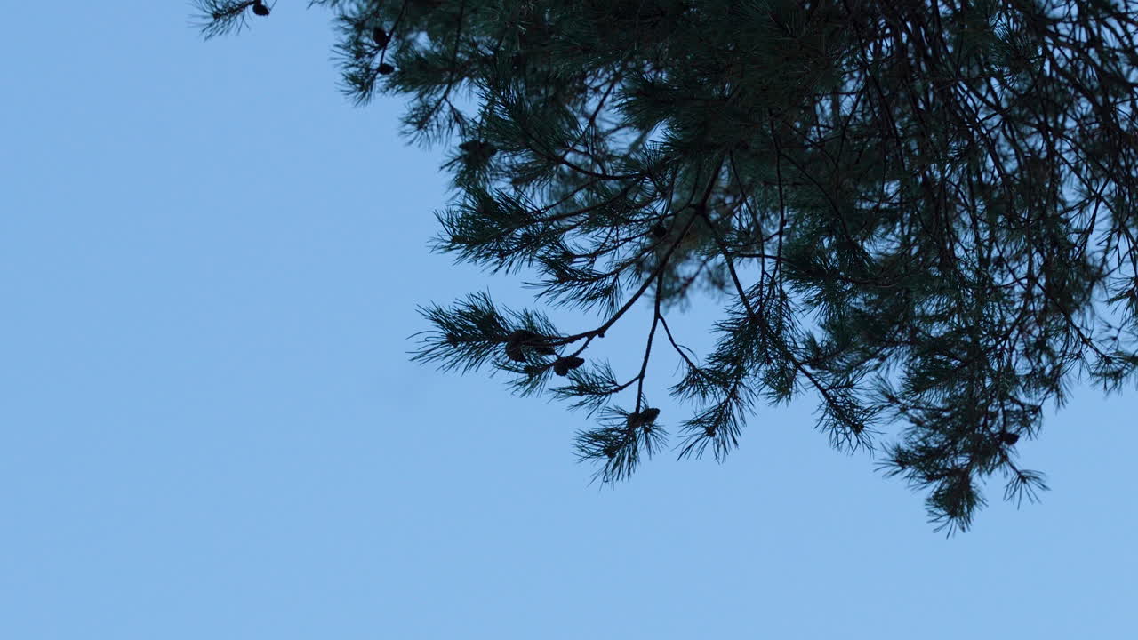 Pine branches against a clear blue sky, showcasing the evergreen's resilience among seasonal change