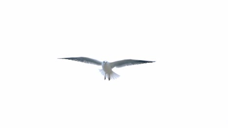 Seagulls-And-Birds-Flying-In-Group-against-white-background