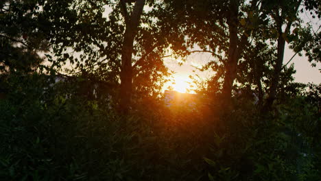 tracking shot of sunshine peeking through tree branches