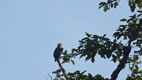 Crested-Serpent-Eagle,-Spilornis-cheela,-4K-Footage,-Kaeng-Krachan-National-Park,-Thailand