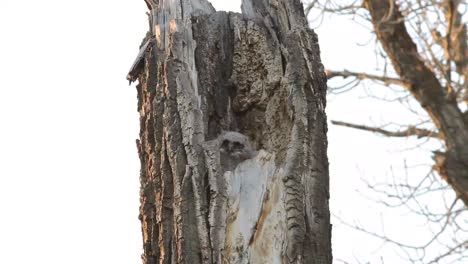 Great-Horned-owlets-waiting-impatiently-in-nest-to-be-fed-at-last-light-in-the-Parkland-region-of-Alberta