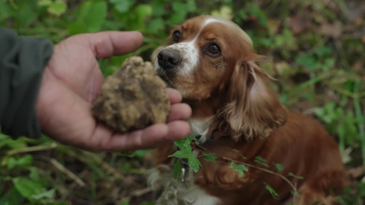 Dog finds a truffle in the woods, showcasing joy and discovery