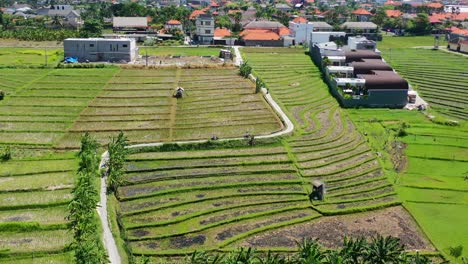 scooters-driving-on-a-narrow-road-taking-a-shortcut-through-the-rice-fields-in-Canggu-Bali,-aerial