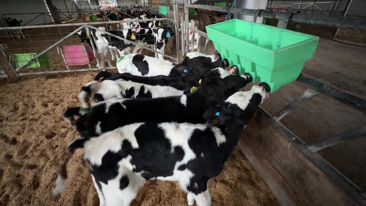 Row of Holstein calves feeding side by side from a green teat trough in a calf shed on a dairy farm