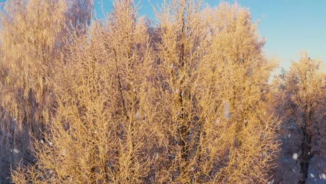 Frosty-tree-lit-by-sunshine-during-snowfall,-aerial-view