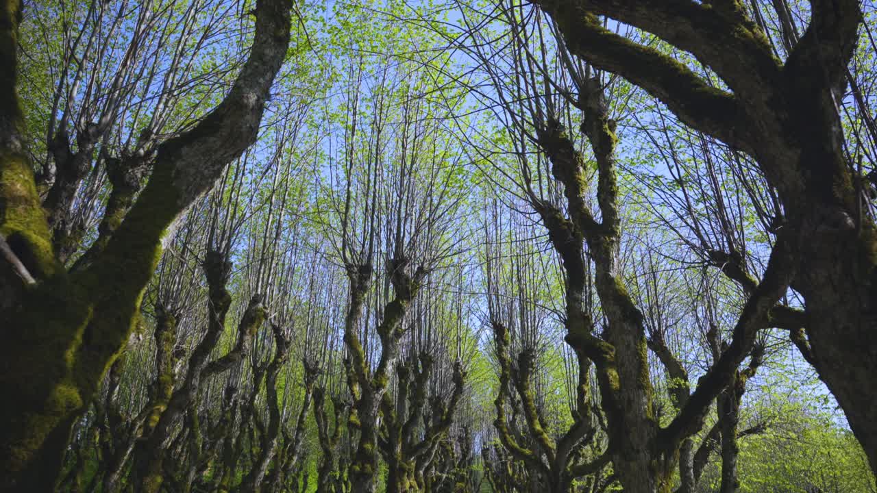 Walk through the park of deciduous trees in spring