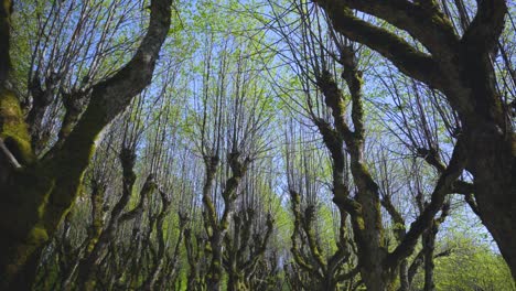 walk through the park of deciduous trees in spring