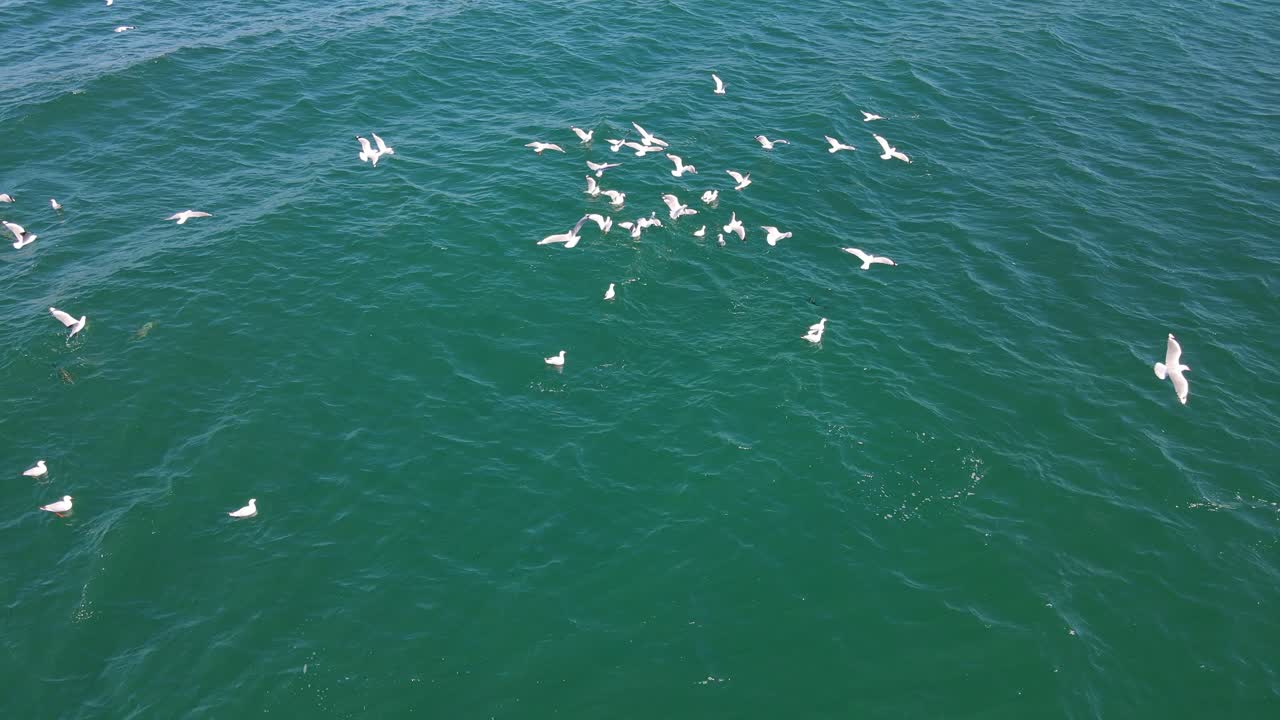 굶주린 갈매기 무리가 바다에서 참치를 잡기 위해 날아다니고 잠수합니다 - 골드 코스트, qld, 호주